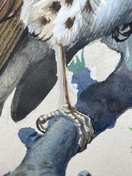Aquarell "Chirping Song Thrush Bird" von Charles Frederick Tunnicliffe OBE RA 