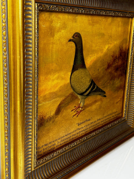 Sporting Oil Painting Portrait Racing Pigeon Champion Edwins Pride By Andrew Beer - Cheshire Antiques Consultant Ltd