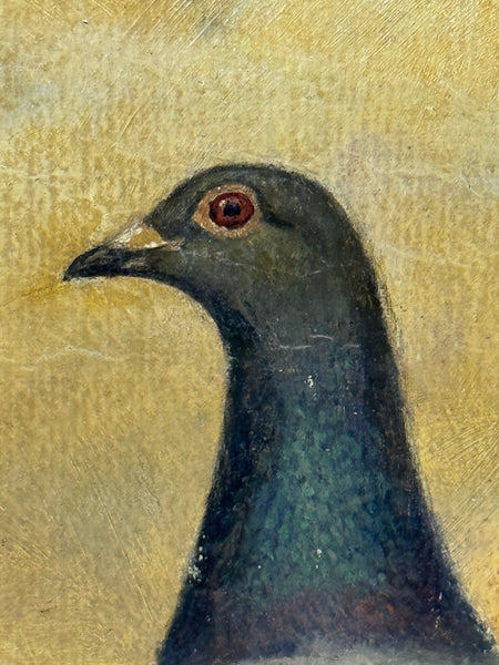 Sporting Oil Painting Portrait Racing Pigeon Champion Edwins Pride By Andrew Beer - Cheshire Antiques Consultant Ltd