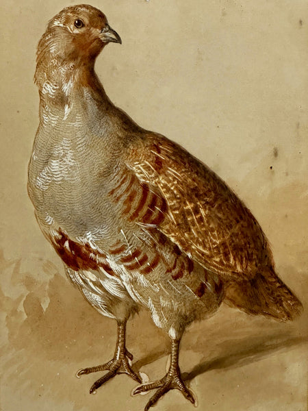 British Victorian Painting Partridge Game Bird Signed Frank Paton - Cheshire Antiques Consultant
