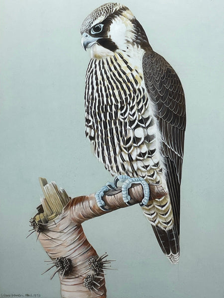 British Watercolour Bird Of Prey Peregrine Falcon By David Johnston - Cheshire Antiques Consultant