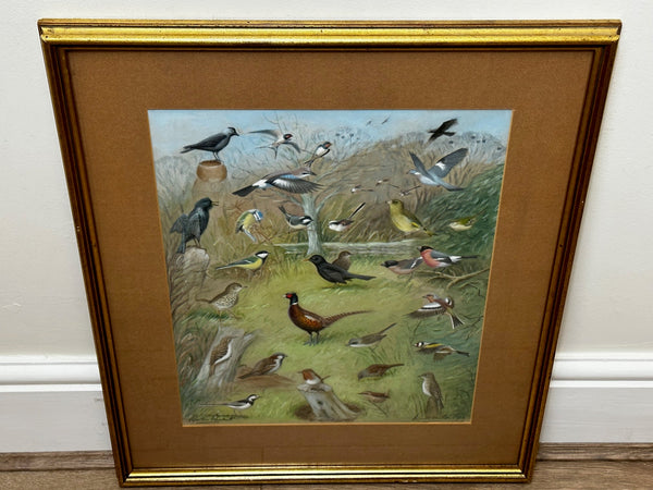 British Watercolour Ornithology Robin & Other Large Flock Different Birds - Cheshire Antiques Consultant