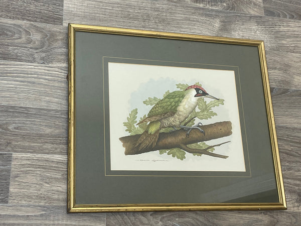Watercolour "Green Woodpecker" Bird Study By David Andrews - Cheshire Antiques Consultant