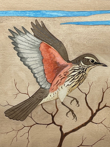 Watercolour Redwing Mid Flight Thrush By Ralston Gudgeon RSW 1910-1984 - Cheshire Antiques Consultant